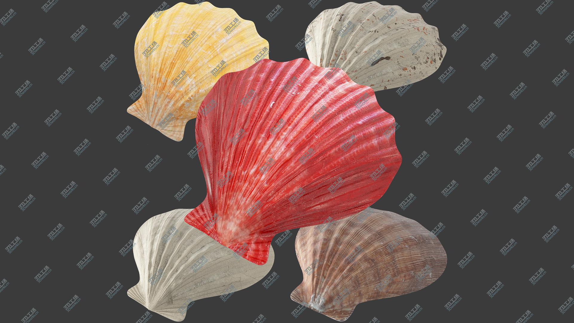 images/goods_img/202105073/3D Seashells Collection V1/3.jpg